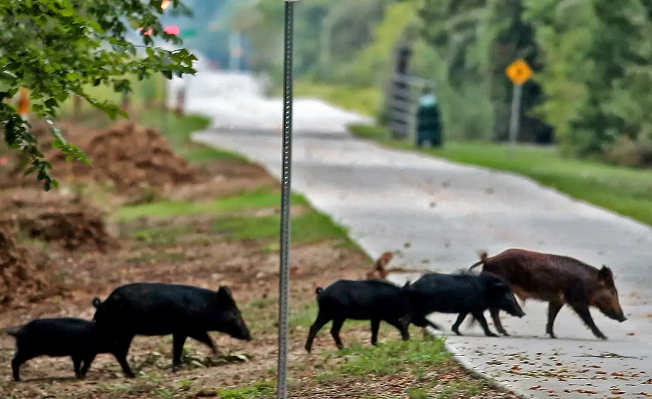 feral hogs.jpg
