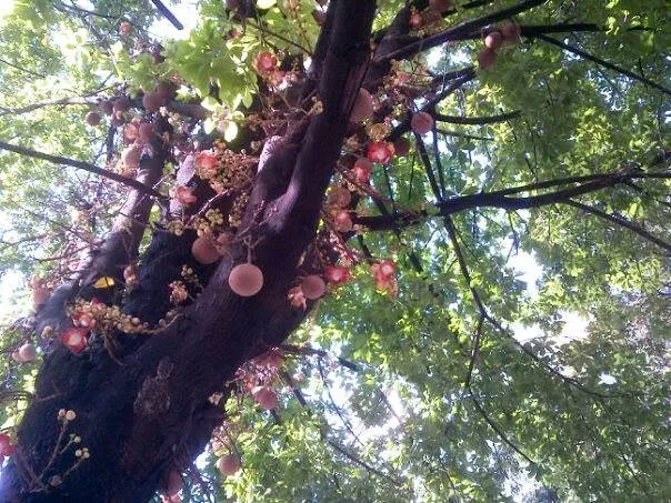 Arbol desx.jpg