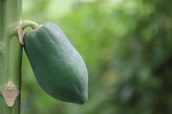 Raw Papaya.png