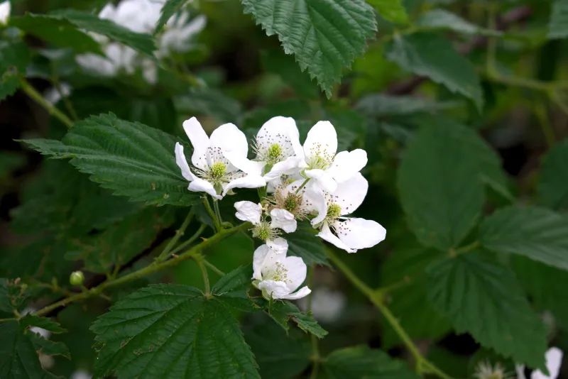 blackberryblossoms800x534.png