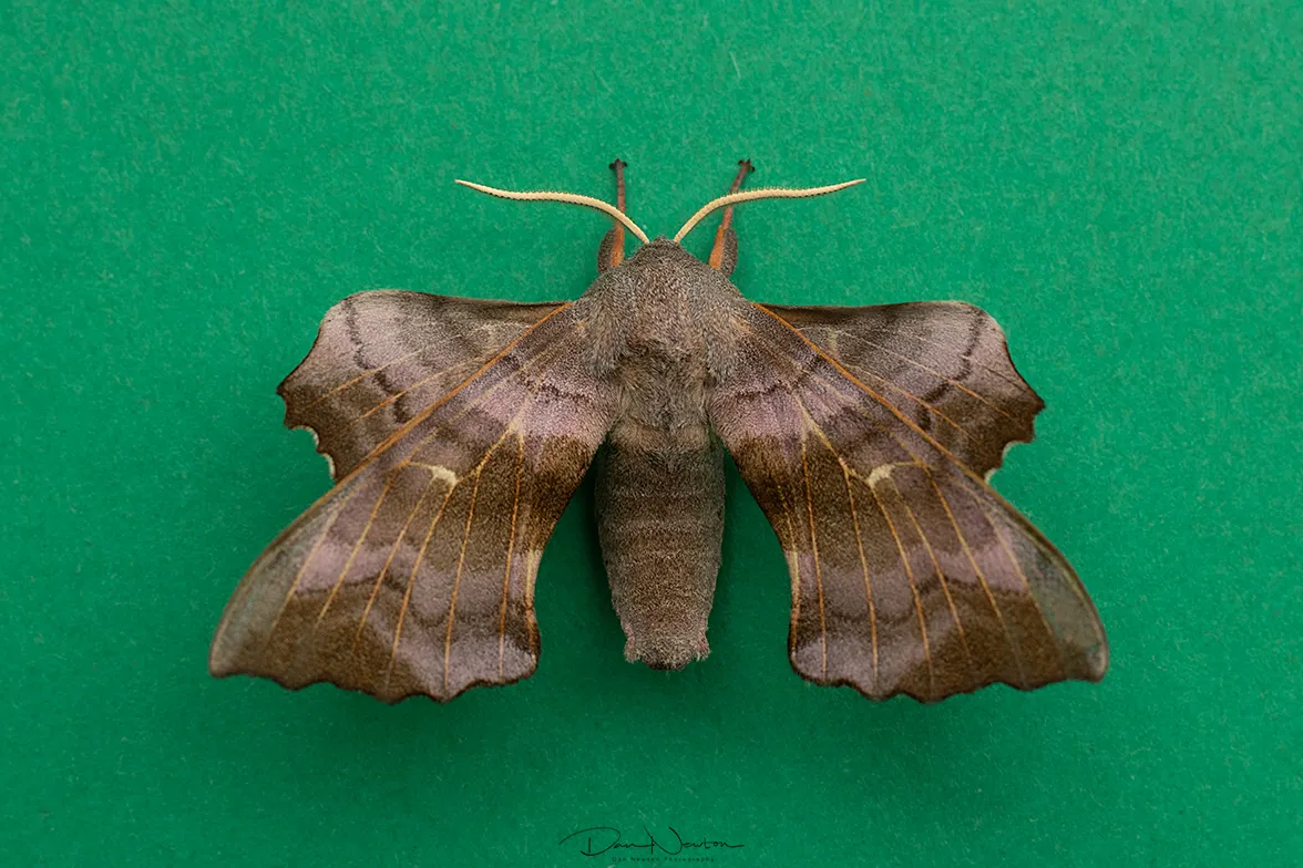 69.003 Poplar Hawkmoth0056PP.jpg