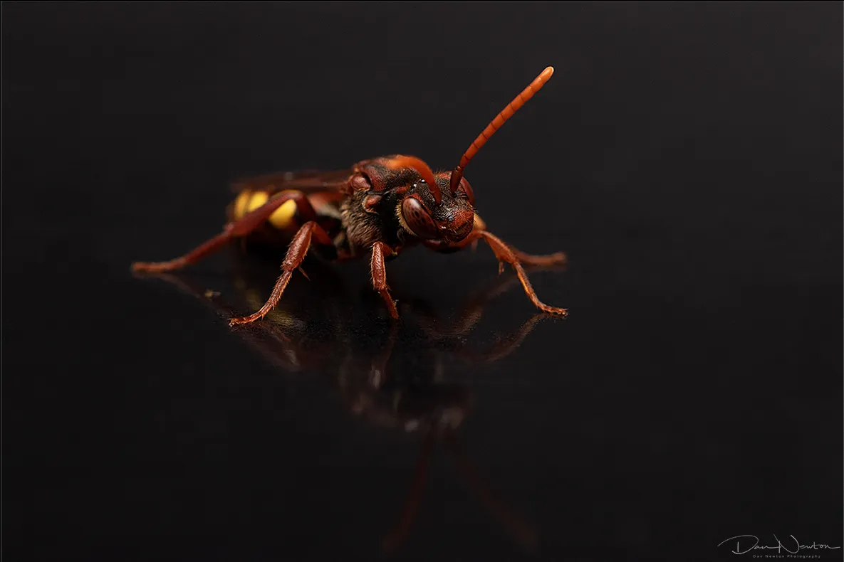 Nomada sp tricoloured0058PP.jpg