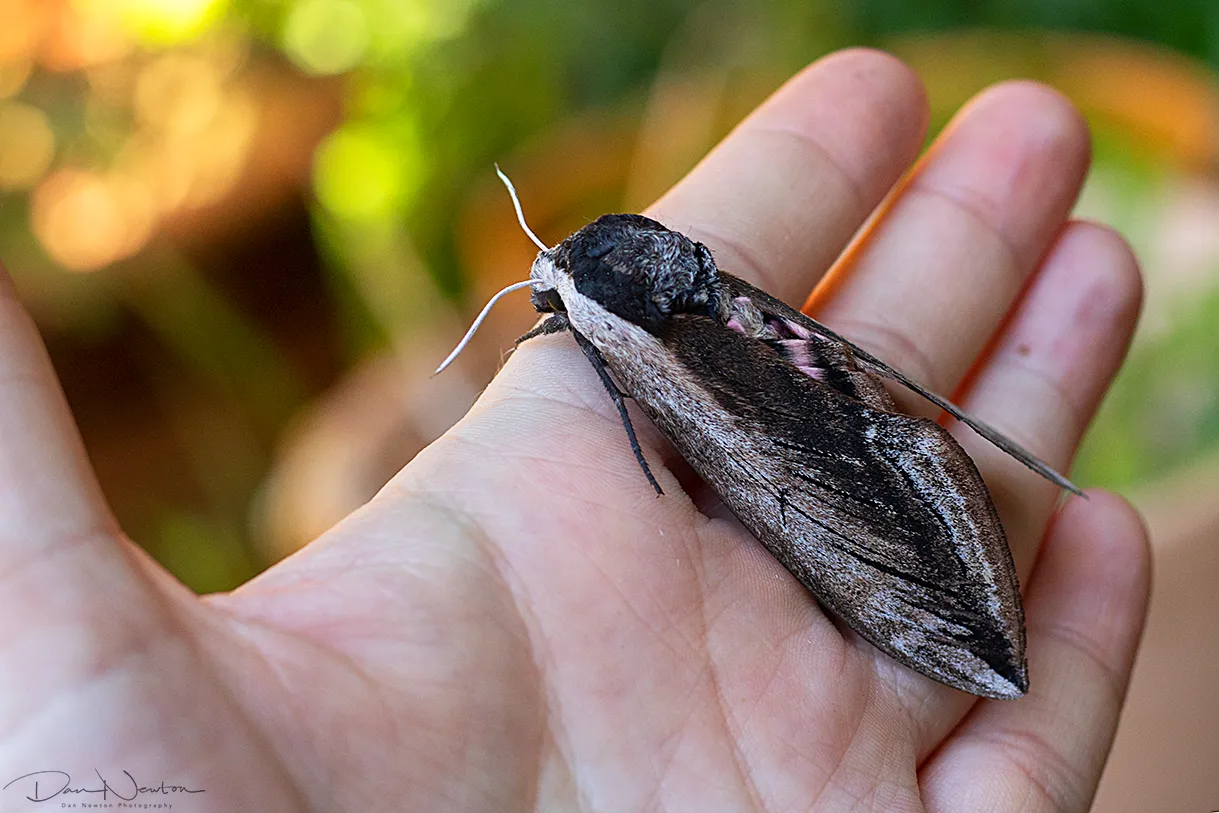 69.006 Privet Hawkmoth0019PP.png