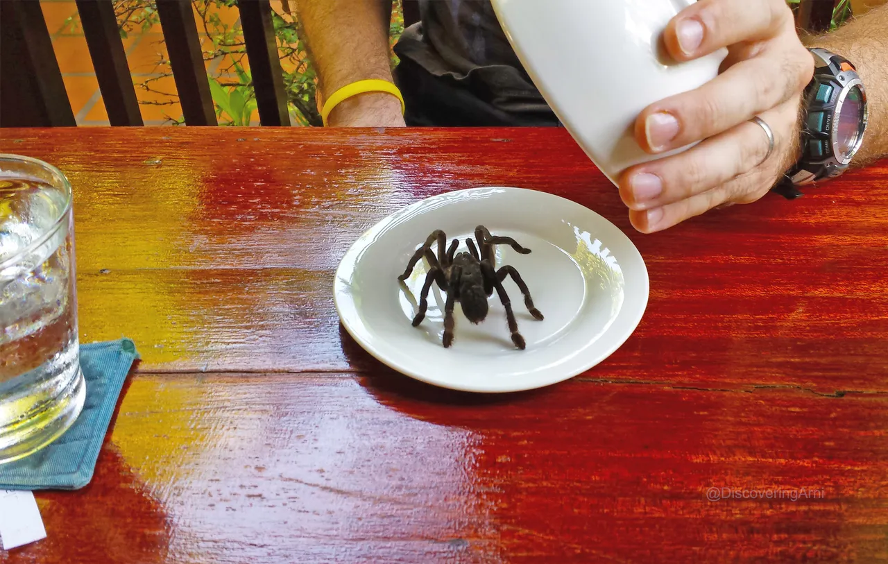 Live Tarantula in Cambodia