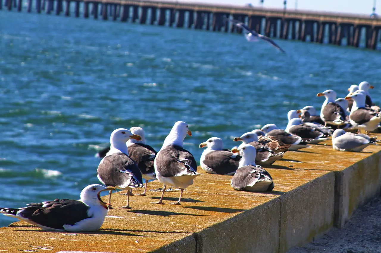 Seagulls on the BridgeIMG_7857.JPG