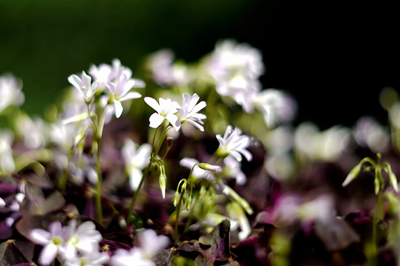 Oxalis triangularis helios boekh.jpg