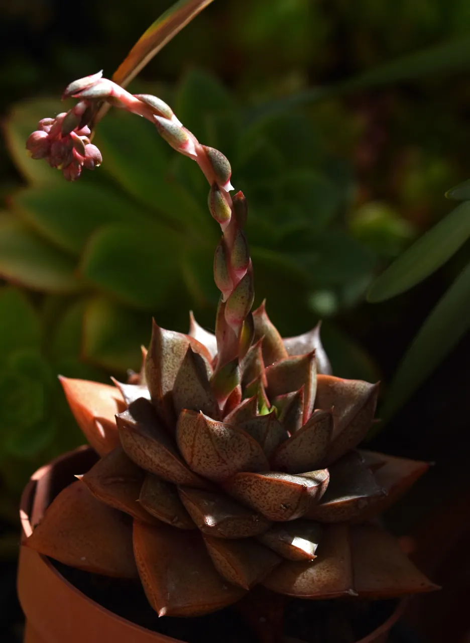 echeveria purpusorum flower stem.jpg