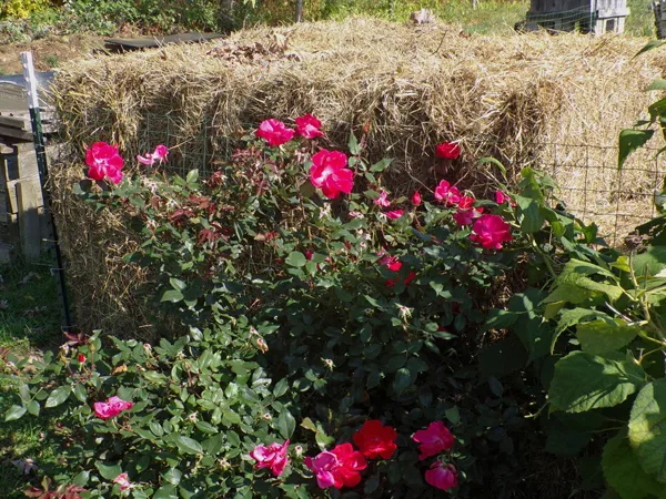 Big rose crop Oct. 2020.jpg