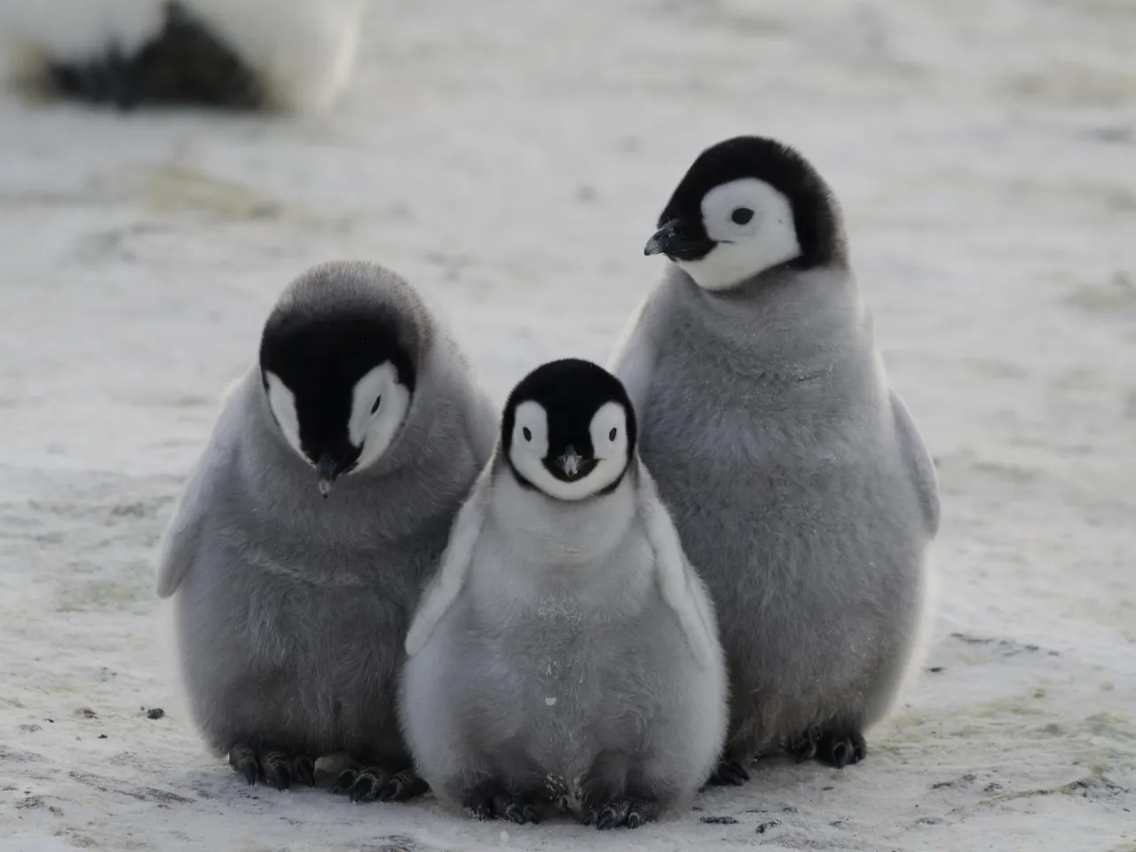 dreiflauschigebabypinguine.jpg