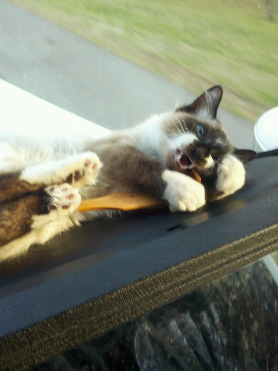 Back Scratch Attack 2011.jpg