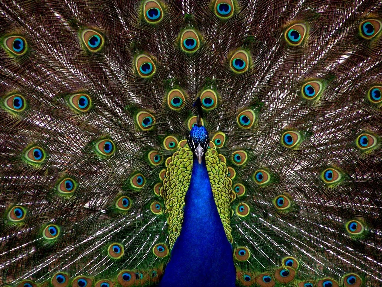 blueandgreenpeacock50557.jpg