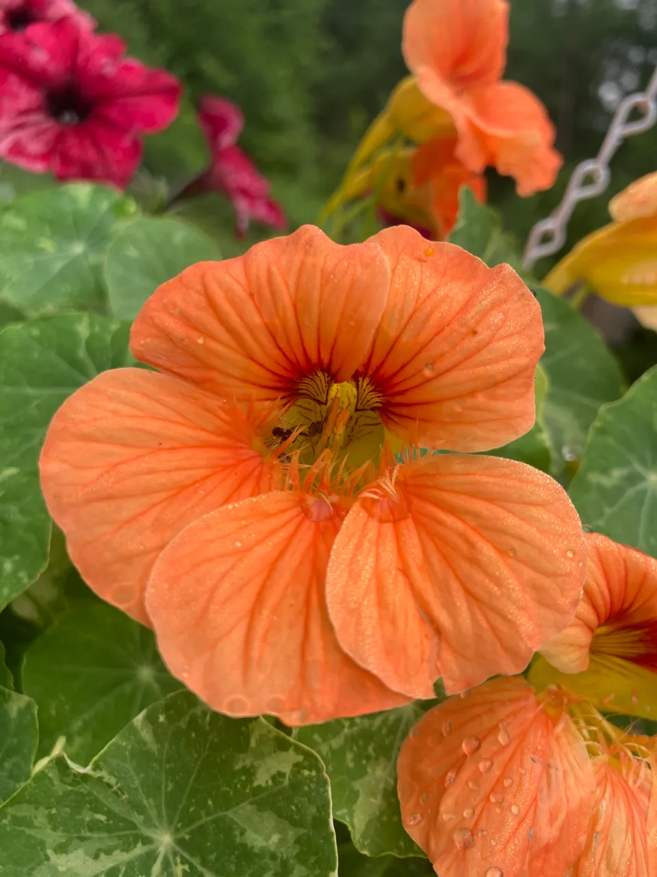 Hanging basket