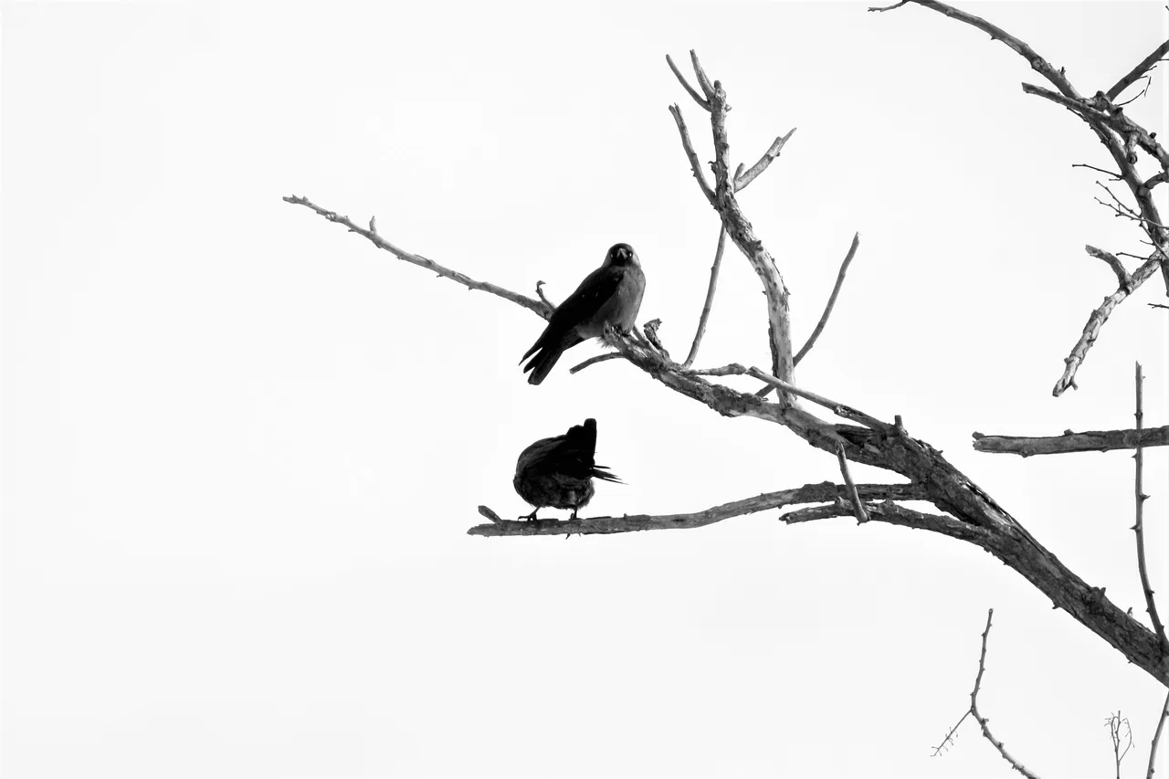 bw_jackdaw_07_2_