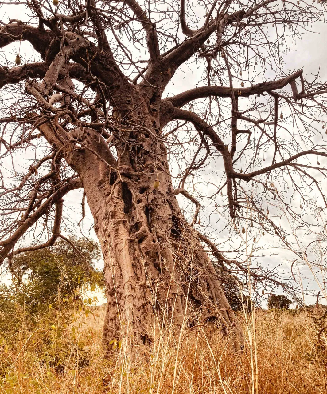 baobab_sarracedu.jpg