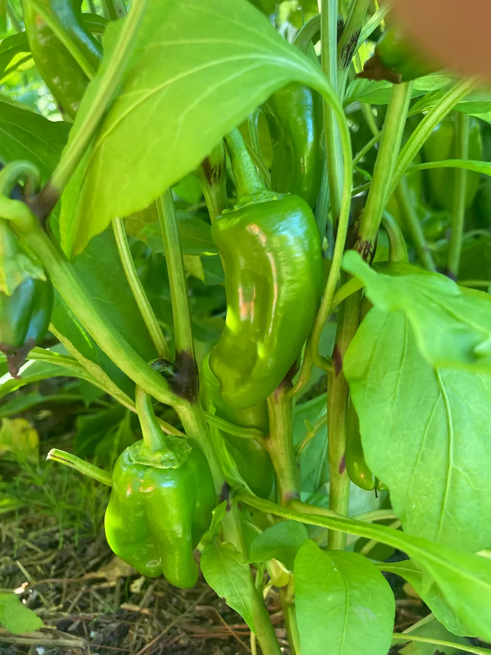 Mini bell peppers