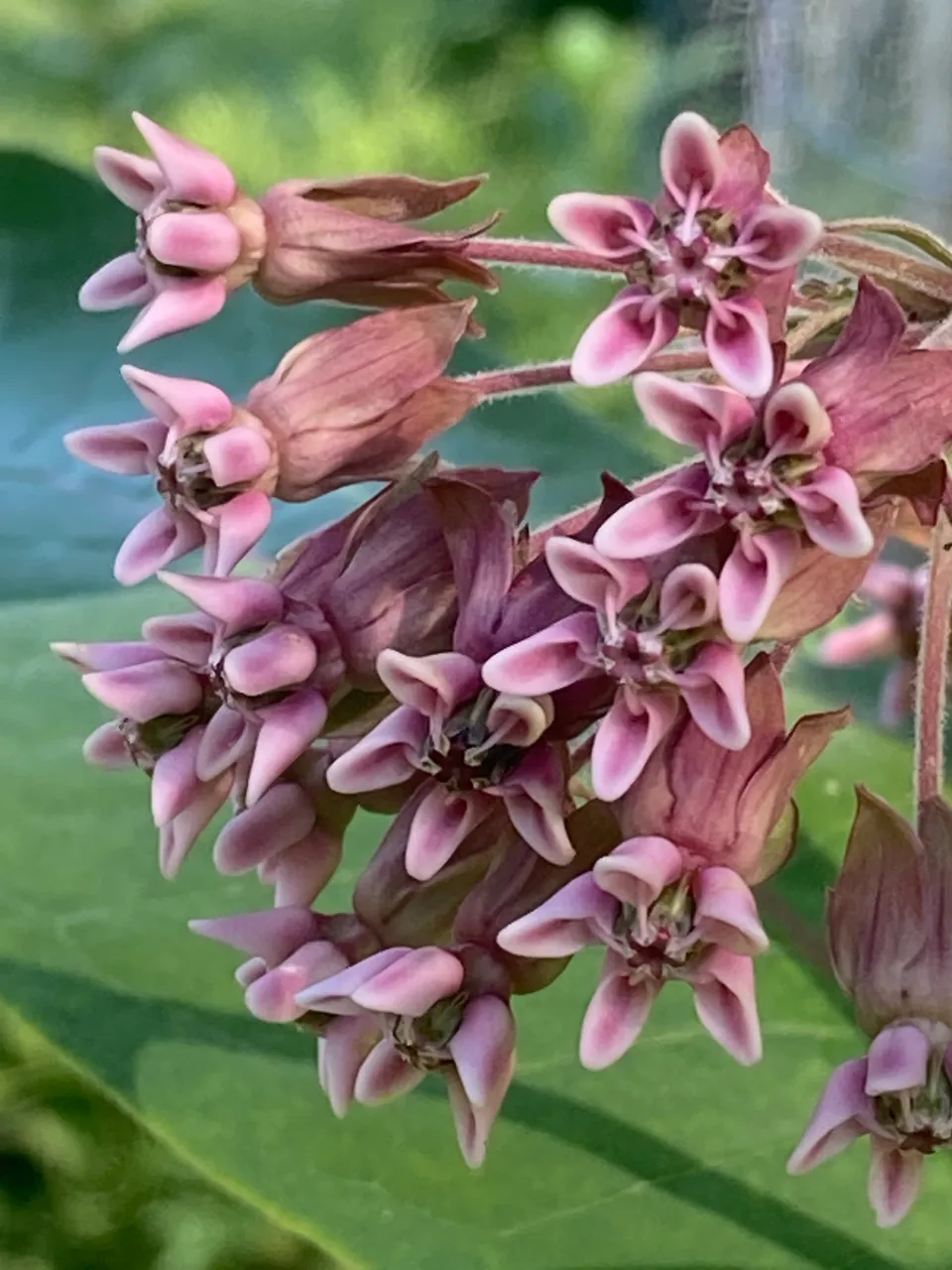 Milkweed blossom