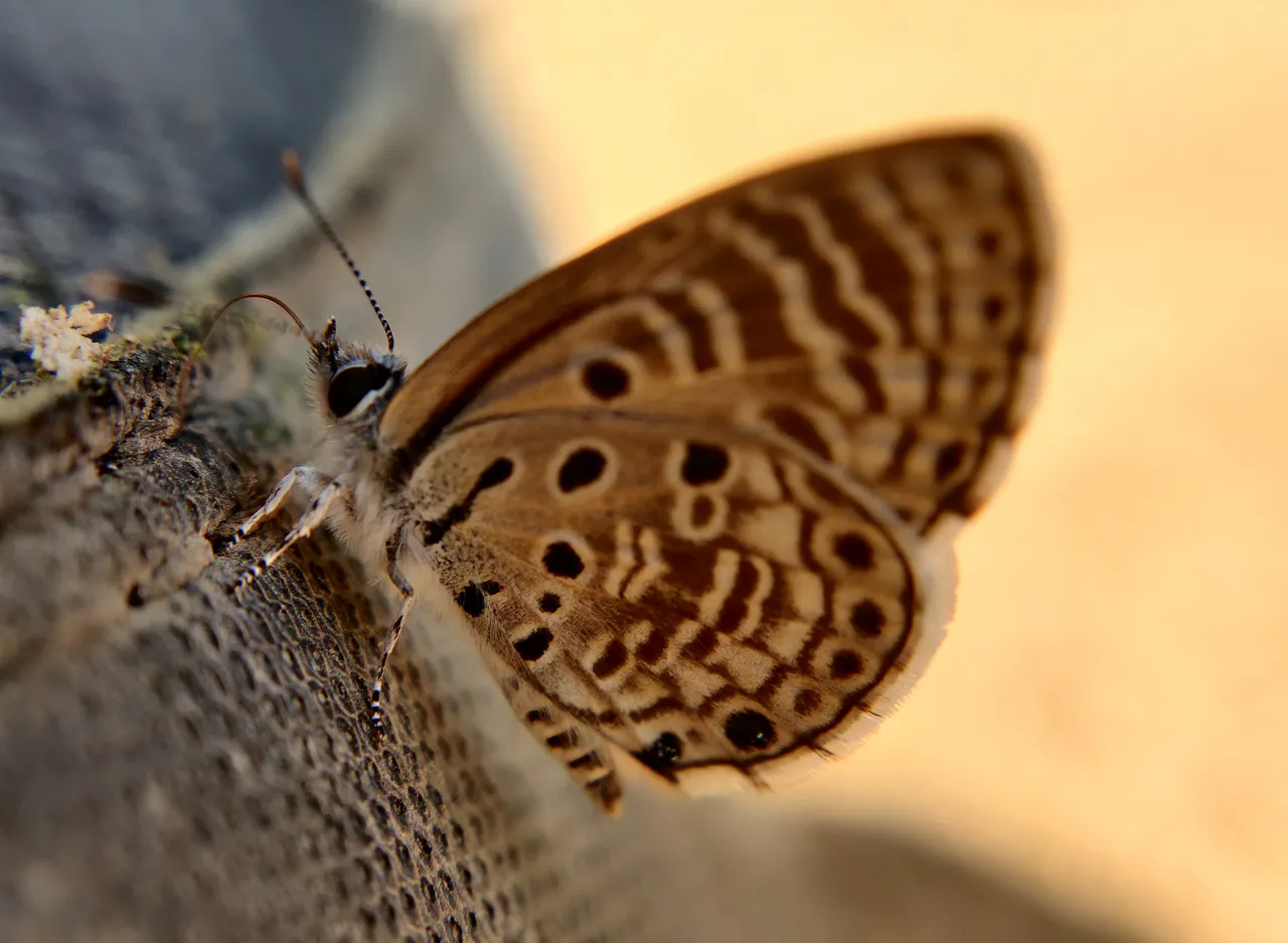 macroworkshop_23.jpg