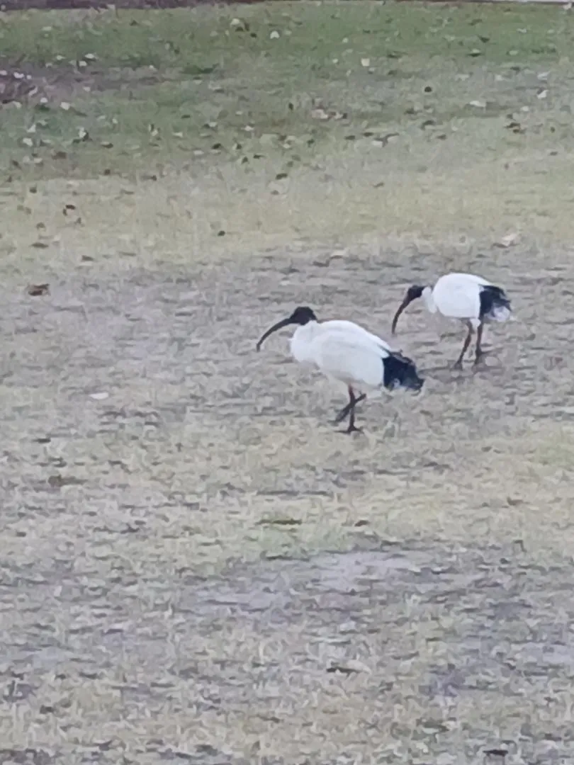 Ibis