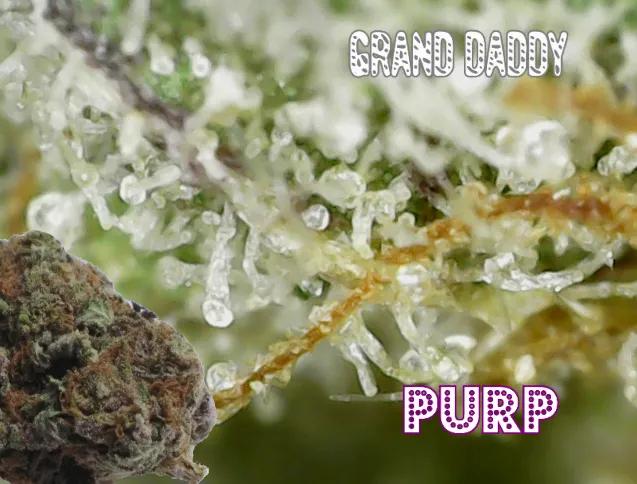 grand_daddy_purp.png