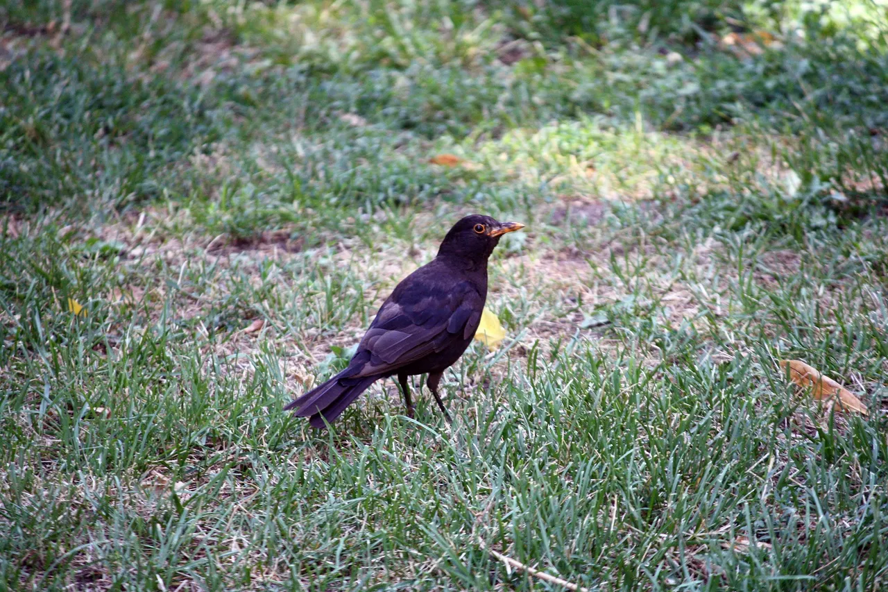 common_blackbird.jpg