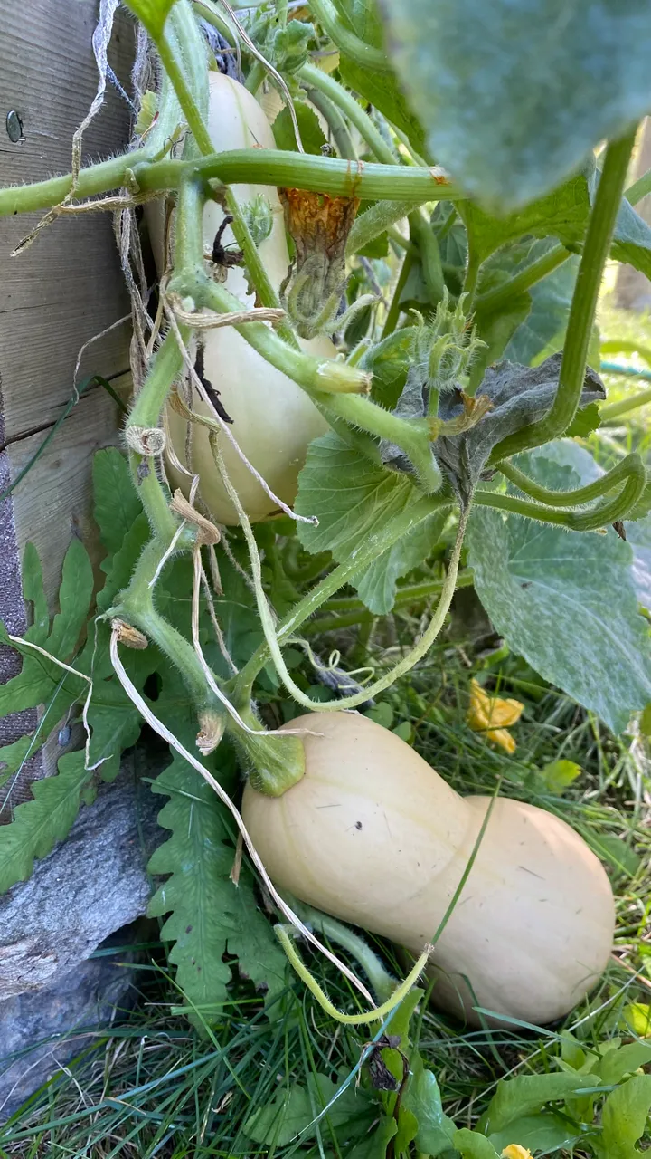 Butternut Squash