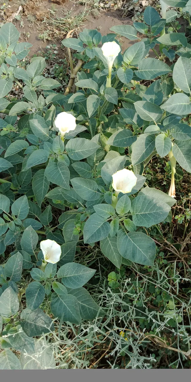IMG20210909085037.jpg