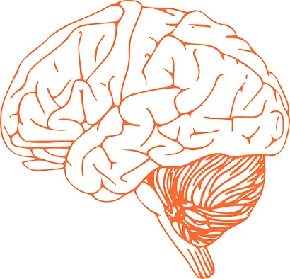 brain-305774_1280.png