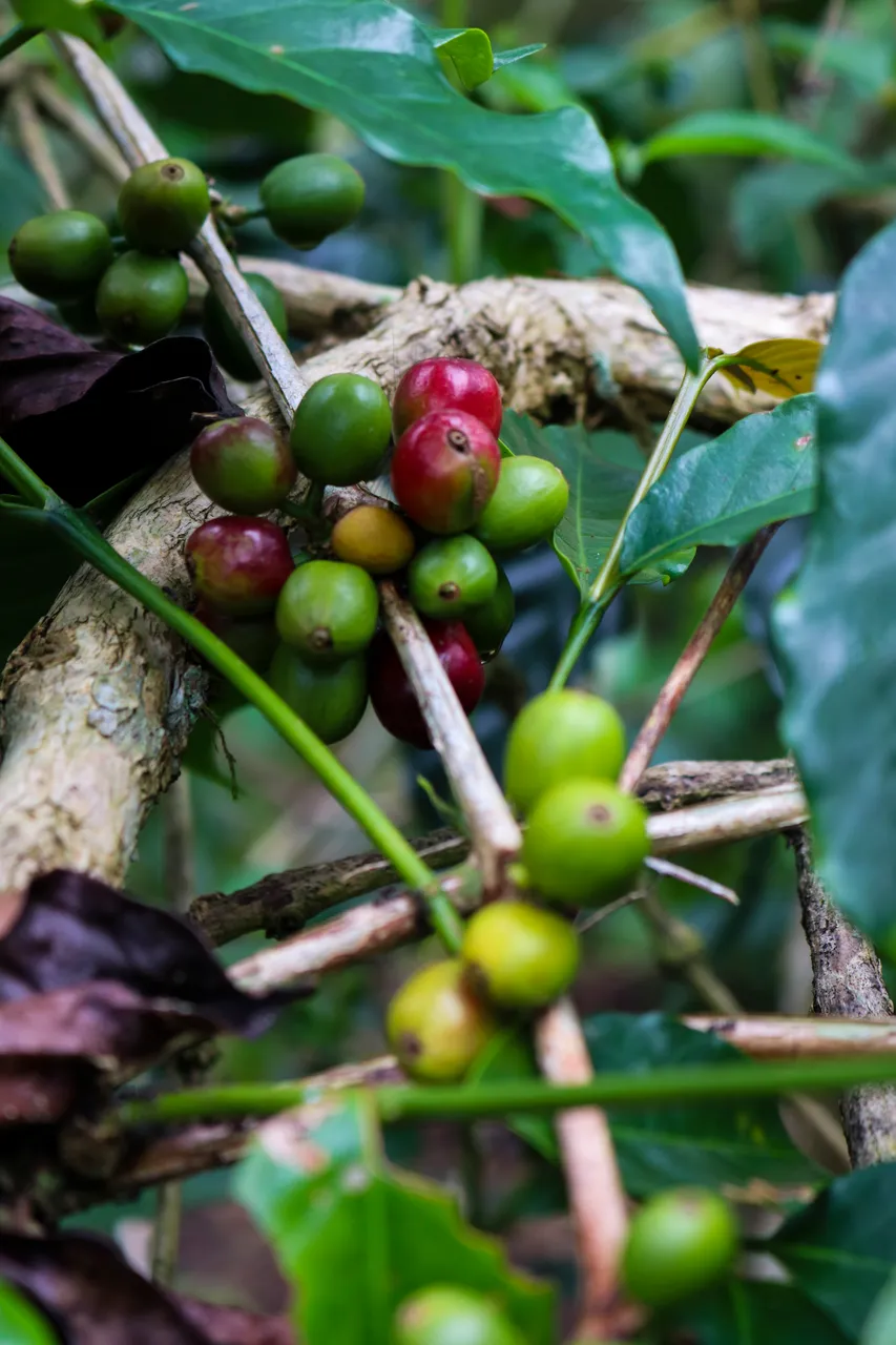 Galeri Kopi 2.jpg