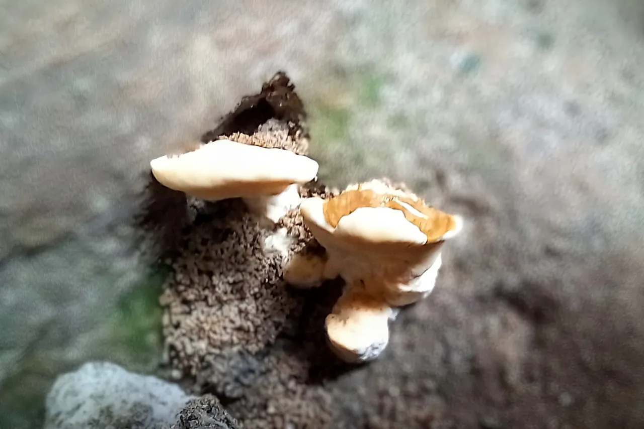 20250523_095051~2.jpg