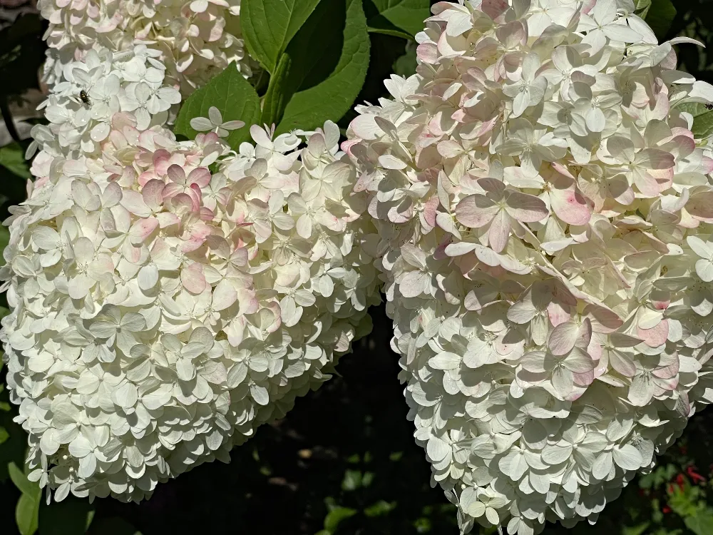 hive hydrangea3.jpg