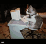 busy-working-cats.gif