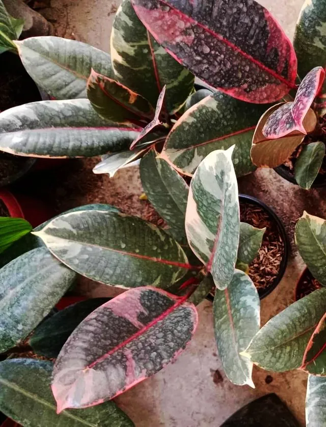Rubber Tree 4.jpg