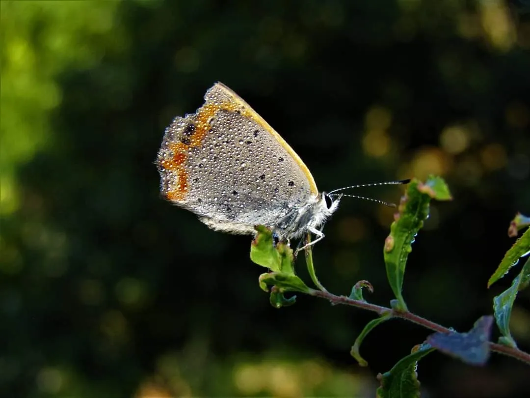 butterflies (1).jpg