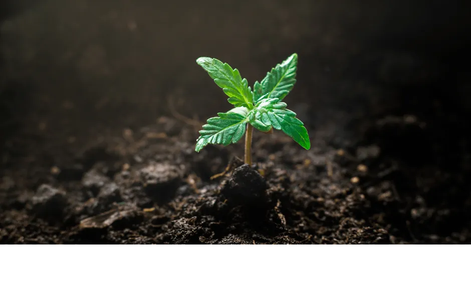 cannabis-seedling.png