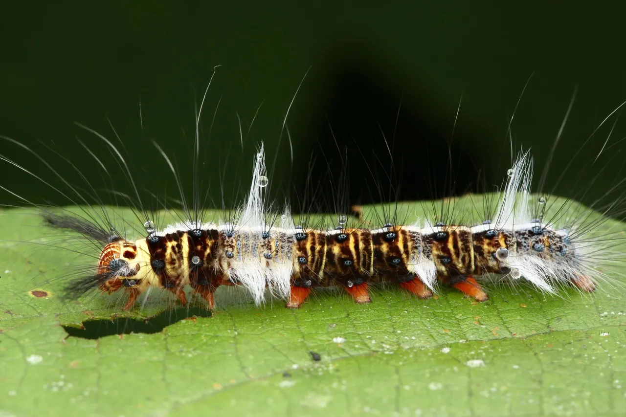 caterpiller (3).jpg