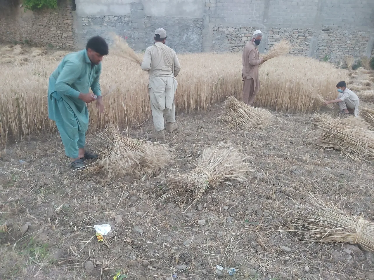 harvesting (11).jpg
