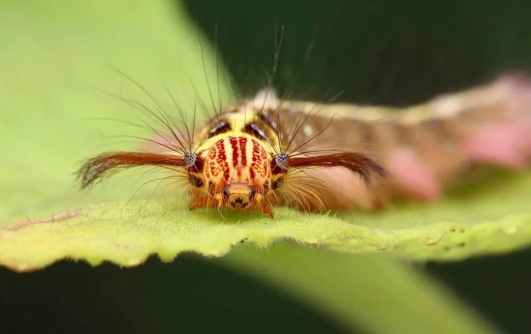 CATERPILLAR (2).jpg