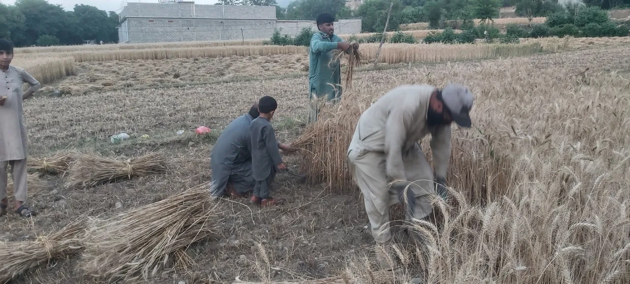 harvesting (10).jpg