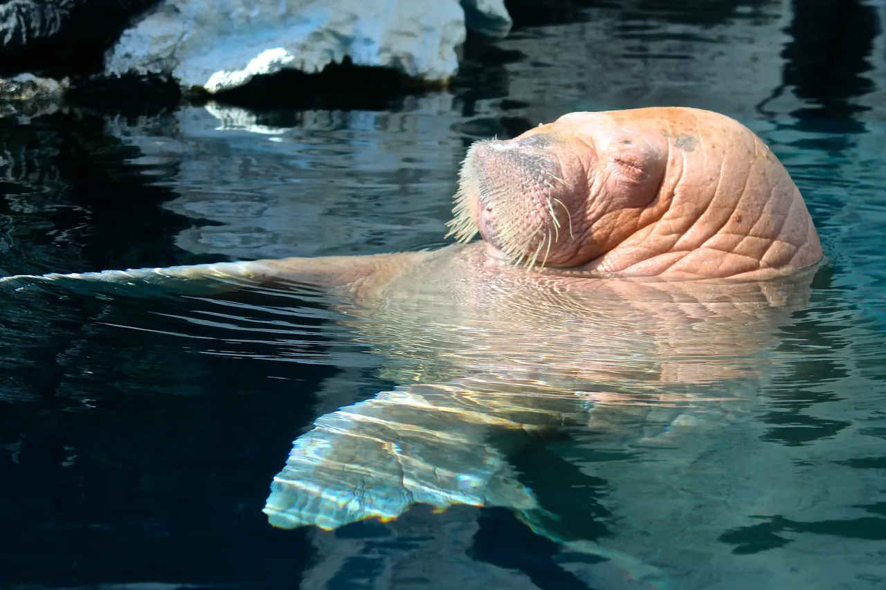 walrus-74080_1920.jpg