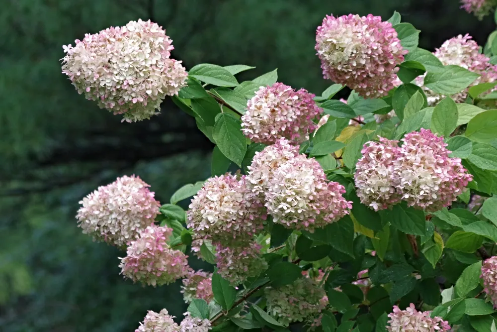 hive hydrangea6.jpg