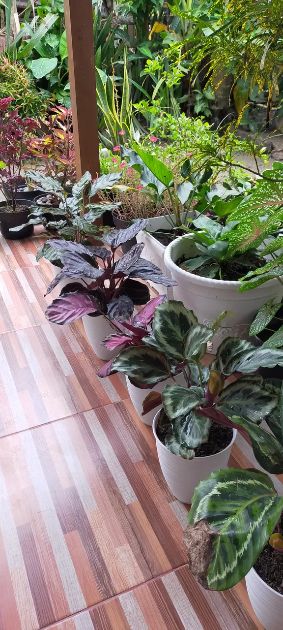 IMG20210113090151.jpg