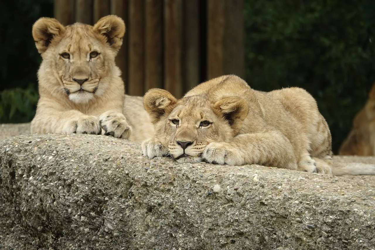 lion-2449282_1280.jpg