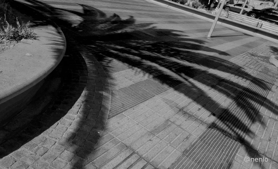 palm-shadow-02-bw.jpg