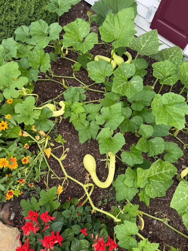 hivegarden-squash.jpg