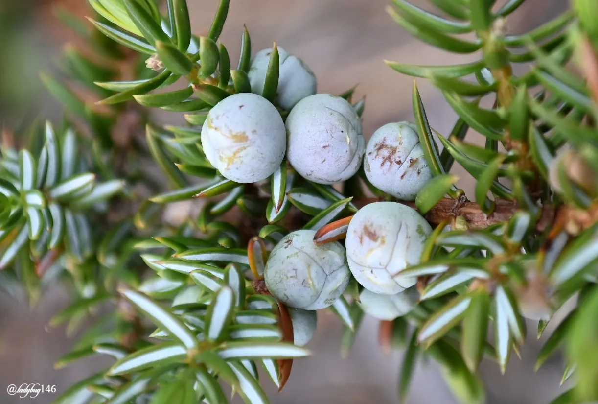 juniper berries.jpg