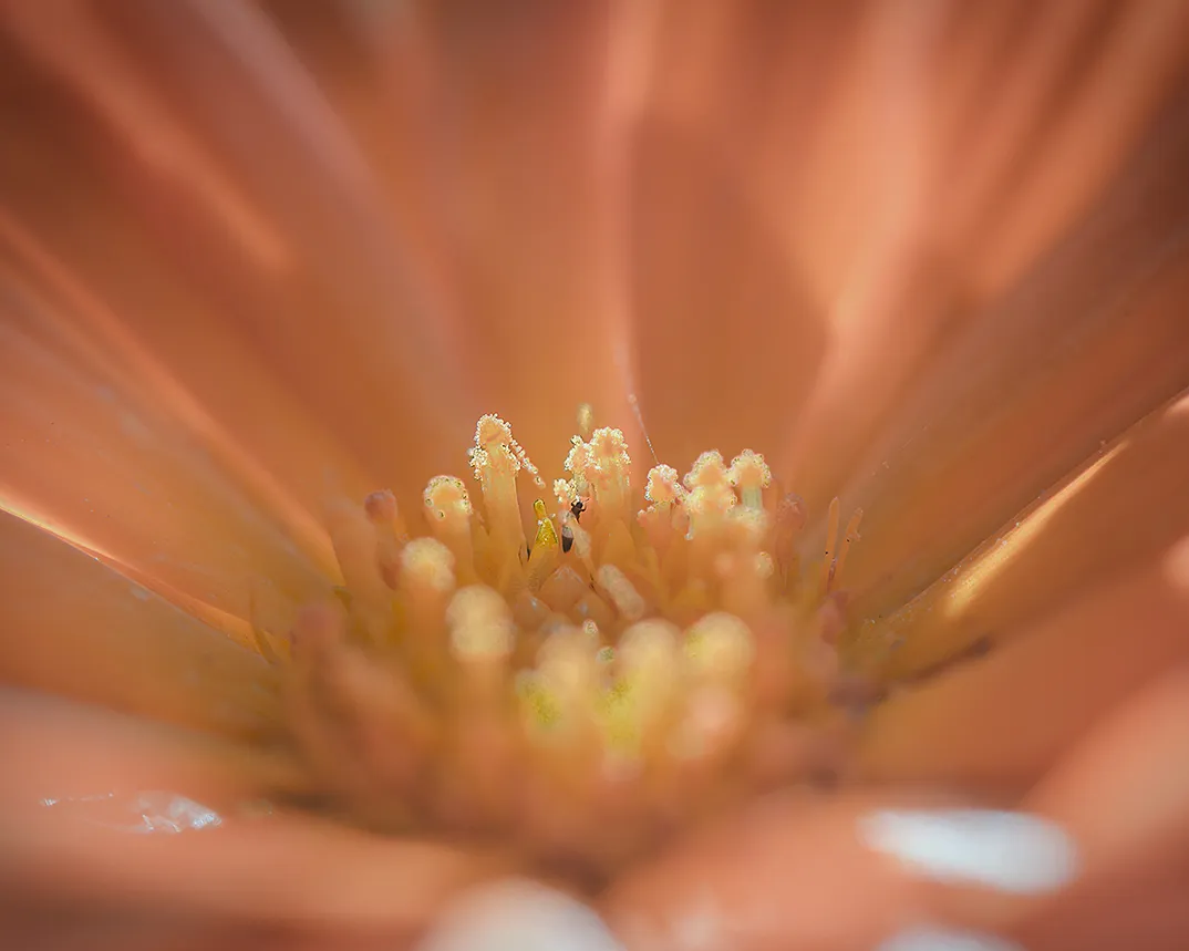 FIORE DETTAGLIO.jpg