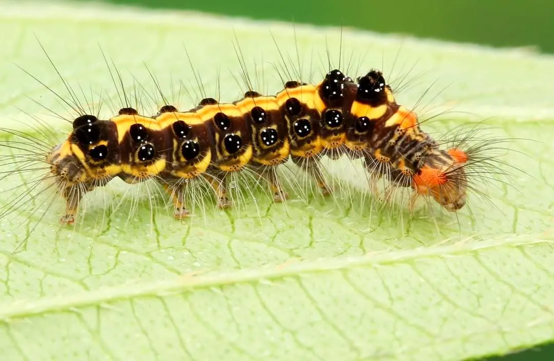 CATERPILLAR (3).jpg