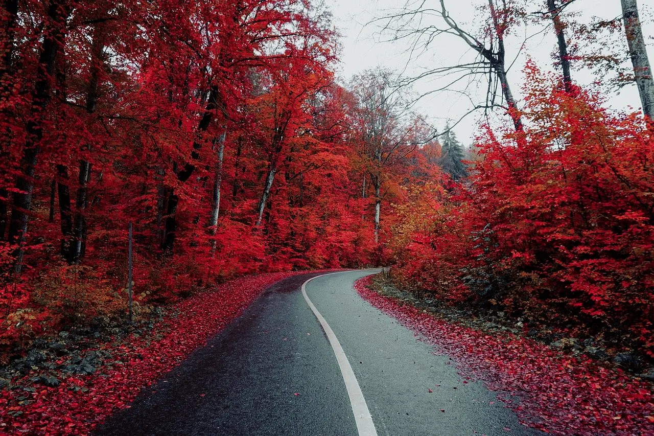 road-5710320_1280.jpg