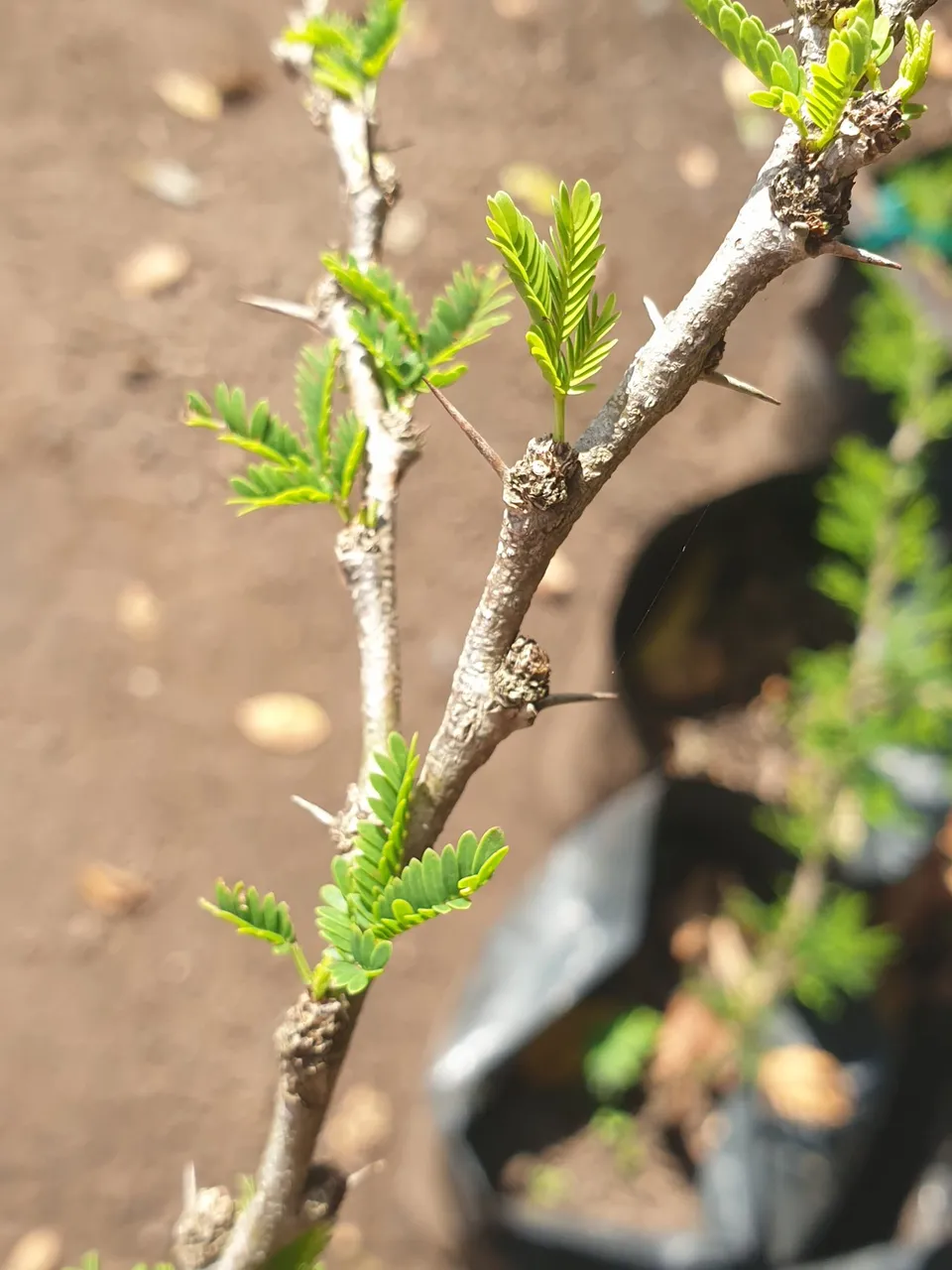 acacia-senegalia.jfif
