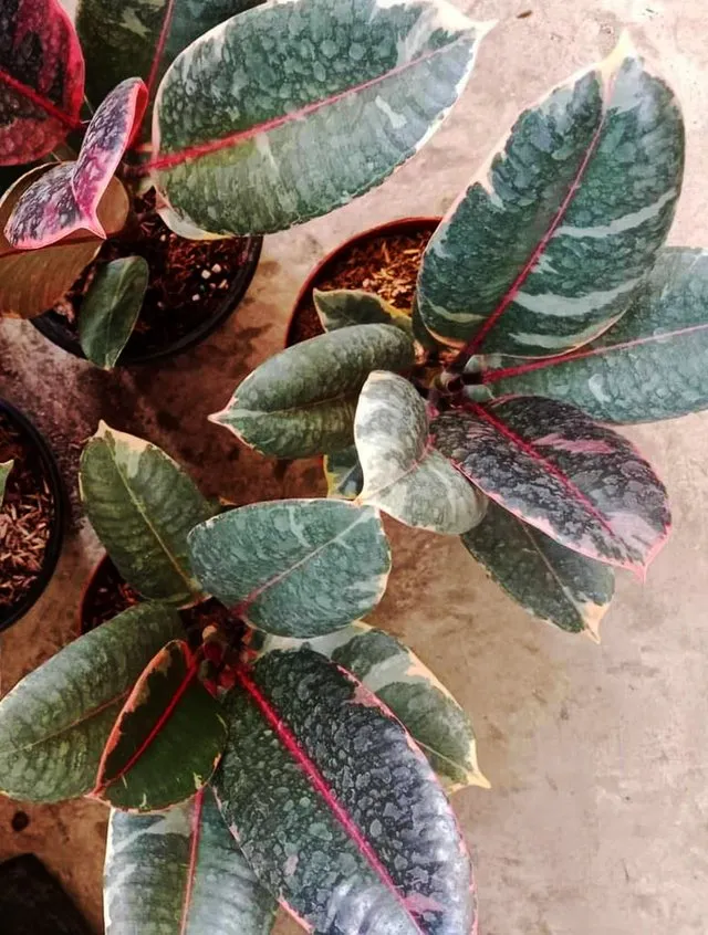 Rubber Tree 1.jpg